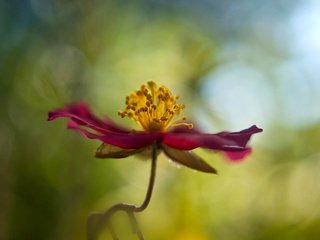 Обои макро, цветок, лепестки, стебель, боке, cvetok, makro, boke, macro, flower, petals, stem, bokeh разрешение 1920x1200 Загрузить