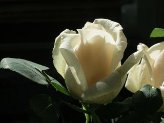 Обои цветок, роза, белая, cvetok, roza, belaya, flower, rose, white разрешение 1920x1440 Загрузить