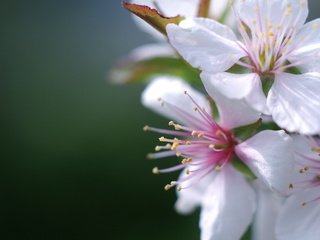 Обои цветы, природа, цветение, весна, вишня, flowers, nature, flowering, spring, cherry разрешение 2560x1440 Загрузить