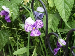 Обои цветы, листья, лепестки, решетка, cvety, reshyotka, фиалка, виола, flowers, leaves, petals, grille, violet, viola разрешение 3488x2616 Загрузить