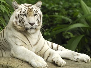 Обои тигр, белый тигр, tiger, white tiger разрешение 2000x1125 Загрузить