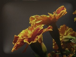 Обои cvety, oranzhevye, yarkie, barxatcy разрешение 1920x1440 Загрузить