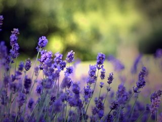 Обои цветы, природа, поле, лаванда, cvety, krasota, leto, priroda, flowers, nature, field, lavender разрешение 2560x1440 Загрузить