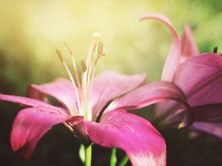 Обои цветы, лепестки, лилия, лилии, cvety, makro, kapli, priroda, flowers, petals, lily разрешение 2560x1600 Загрузить