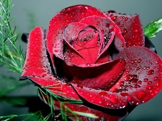 Обои красивые, супер, радужно, rozy, kapelki, na lipestkax, роза., beautiful, super, rosy, rose. разрешение 1920x1200 Загрузить