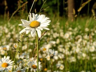 Обои трава, природа, поле, лето, ромашка, ромашки, полевые цветы, grass, nature, field, summer, daisy, chamomile, wildflowers разрешение 1920x1200 Загрузить