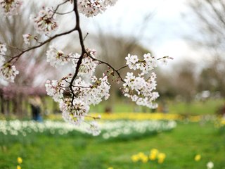 Обои ветка, дерево, цветение, весна, вишня, сакура, branch, tree, flowering, spring, cherry, sakura разрешение 2400x1600 Загрузить