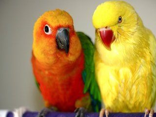 Обои птицы, парочка, яркие, красивые, попугаи, неразлучники, birds, a couple, bright, beautiful, parrots, lovebird разрешение 1920x1275 Загрузить