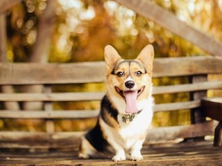 Обои взгляд, собака, скамейка, ошейник, язык, пес, вельш-корги, look, dog, bench, collar, language, welsh corgi разрешение 1920x1200 Загрузить