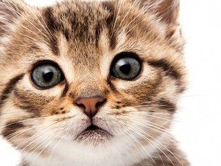 Обои глаза, мордочка, кошка, взгляд, котенок, eyes, muzzle, cat, look, kitty разрешение 2560x1600 Загрузить