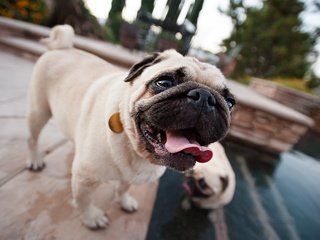 Обои морда, взгляд, собака, щенок, язык, мопс, face, look, dog, puppy, language, pug разрешение 2560x1600 Загрузить