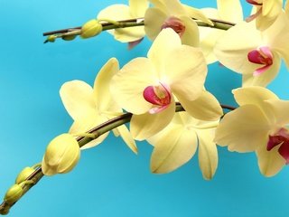 Обои цветы, макро, желтые, экзотика, орхидеи, ветка. орхидеи, flowers, macro, yellow, exotic, orchids, branch. orchids разрешение 2048x1365 Загрузить