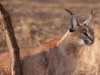 Обои морда, каракал, природа, или степная рысь, рысь, смотрит, взгляд, уши, дикая кошка, кисточки, face, caracal, nature, or steppe lynx, lynx, looks, look, ears, wild cat, brush разрешение 2048x1365 Загрузить