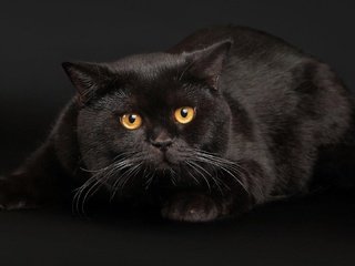 Обои кот, усы, кошка, взгляд, черный, янтарные глаза, cat, mustache, look, black, amber eyes разрешение 1920x1080 Загрузить