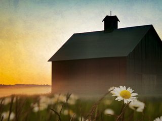 Обои небо, цветы, пейзаж, туман, дом, ромашки, the sky, flowers, landscape, fog, house, chamomile разрешение 1920x1080 Загрузить