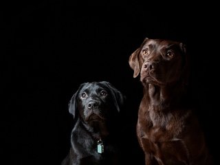 Обои черный фон, друзья, собаки, black background, friends, dogs разрешение 1920x1278 Загрузить
