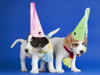 Обои щенки, праздник, синий фон, собаки, колпаки, puppies, holiday, blue background, dogs, caps разрешение 2560x1600 Загрузить