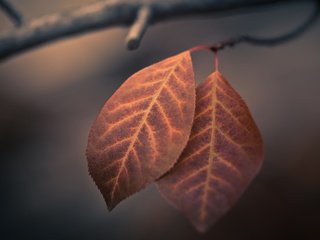 Обои ветка, листья, макро, листва, осень, branch, leaves, macro, foliage, autumn разрешение 1920x1200 Загрузить