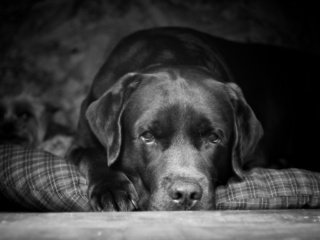 Обои взгляд, чёрно-белое, собака, друг, лабрадор, look, black and white, dog, each, labrador разрешение 2560x1600 Загрузить