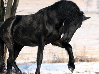 Обои лошадь, снег, дерево, зима, черный, конь, грива, horse, snow, tree, winter, black, mane разрешение 1920x1200 Загрузить
