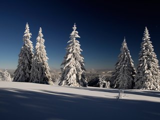 Обои снег, лес, зима, елки, ели, лейзаж, snow, forest, winter, tree, ate, lazar разрешение 1920x1200 Загрузить