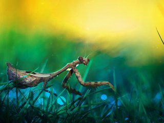 Обои трава, природа, зелень, насекомое, размытость, богомол, боке, grass, nature, greens, insect, blur, mantis, bokeh разрешение 1920x1200 Загрузить