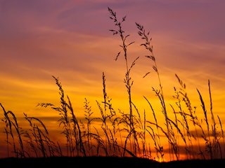 Обои небо, трава, природа, закат, макро, поле, колоски, the sky, grass, nature, sunset, macro, field, spikelets разрешение 2560x1600 Загрузить