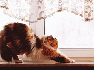 Обои кот, кошка, пушистый, окно, подоконник, трехцветный, cat, fluffy, window, sill, tri-color разрешение 2560x1440 Загрузить