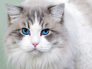 Обои морда, кот, кошка, взгляд, пушистая, голубоглазая, face, cat, look, fluffy, blue-eyed разрешение 2560x1600 Загрузить