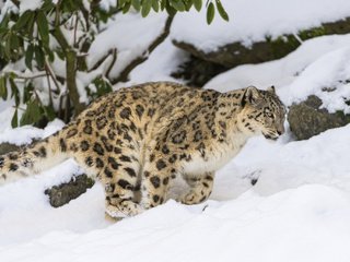 Обои снег, зима, кошка, снежный барс, ирбис, snow, winter, cat, snow leopard, irbis разрешение 2048x1365 Загрузить