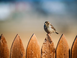 Обои фон, забор, птицы, воробей, background, the fence, birds, sparrow разрешение 1920x1280 Загрузить