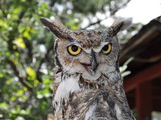 Обои глаза, сова, взгляд, птица, большая рогатая сова, eyes, owl, look, bird, great horned owl разрешение 4288x2848 Загрузить