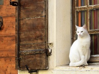 Обои кот, кошка, стена, белый, окно, cat, wall, white, window разрешение 1920x1200 Загрузить