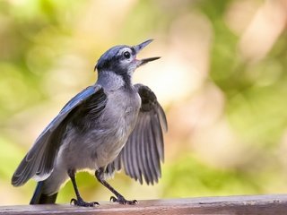 Обои птенец, фон, крылья, птица, голубая, поет, сойка, chick, background, wings, bird, blue, sings, jay разрешение 1920x1274 Загрузить