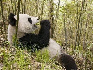 Обои природа, животные, панда, медведь, бамбук, бамбуковый медведь, большая панда, nature, animals, panda, bear, bamboo, bamboo bear, the giant panda разрешение 1920x1200 Загрузить