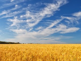 Обои небо, облака, деревья, поле, лето, колосья, пшеница, the sky, clouds, trees, field, summer, ears, wheat разрешение 1920x1200 Загрузить