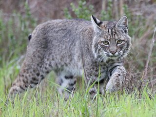 Обои трава, рысь, животные, хищник, дикая кошка, grass, lynx, animals, predator, wild cat разрешение 2048x1365 Загрузить