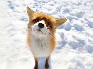 Обои морда, снег, животные, лиса, лисица, любопытство, face, snow, animals, fox, curiosity разрешение 1920x1080 Загрузить