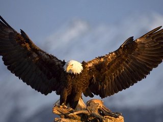 Обои крылья, орел, птица, белоголовый орлан, wings, eagle, bird, bald eagle разрешение 1920x1200 Загрузить