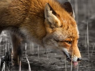 Обои вода, мордочка, взгляд, рыжая, лиса, лисица, речка, пьет, хитрый, tricky, water, muzzle, look, red, fox, river, drinking разрешение 1920x1200 Загрузить