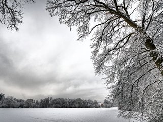 Обои деревья, снег, зима, ветки, иней, белый, холод, trees, snow, winter, branches, frost, white, cold разрешение 2560x1600 Загрузить