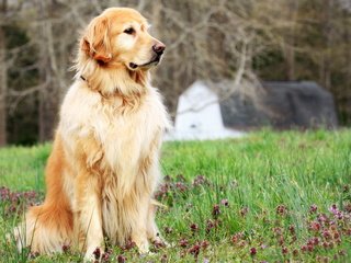 Обои цветы, трава, поле, собака, поляна, друг, золотистый ретривер, flowers, grass, field, dog, glade, each, golden retriever разрешение 1920x1200 Загрузить