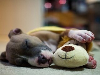 Обои сон, собака, игрушка, щенок, питбуль, sleep, dog, toy, puppy, pit bull разрешение 1920x1080 Загрузить