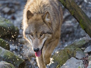 Обои морда, камни, брызги, хищник, язык, волк, face, stones, squirt, predator, language, wolf разрешение 2048x1638 Загрузить