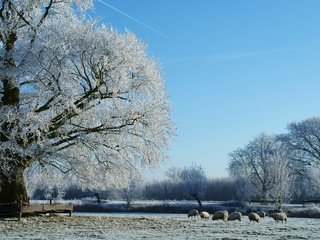 Обои деревья, снег, природа, зима, пастбище, овцы, стадо, trees, snow, nature, winter, pasture, sheep, the herd разрешение 2560x1600 Загрузить