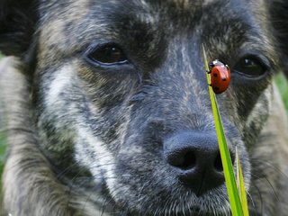 Обои морда, трава, жук, насекомое, взгляд, собака, божья коровка, пес, face, grass, beetle, insect, look, dog, ladybug разрешение 1920x1080 Загрузить