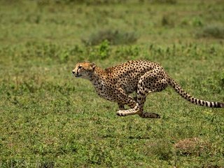 Обои трава, хищник, животное, бег, гепард, бежит, grass, predator, animal, running, cheetah, runs разрешение 2048x1232 Загрузить