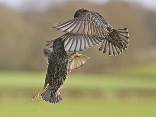 Обои птицы, сражение, в воздухе, скворцы, birds, the battle, in the air, starlings разрешение 2048x1536 Загрузить