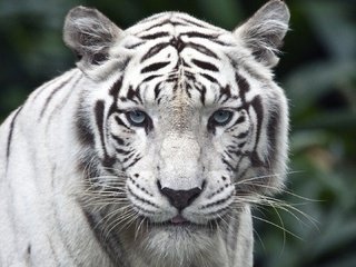 Обои тигр, взгляд, белый, хищник, tiger, look, white, predator разрешение 1920x1080 Загрузить