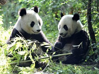 Обои листья, панды, бамбуковый медведь, большая панда, leaves, panda, bamboo bear, the giant panda разрешение 2048x1337 Загрузить